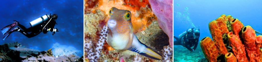 v.l.n.r.:  Taucher in den Gewässern vor Tobago, Nahaufnahme des Spitzkopfkugelfisch im Riff vor Tobago; Taucher an einem Gelben Tubenschwamm beim Flying Reef © Tobago Tourism Agency